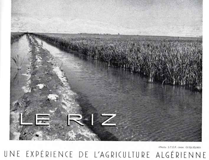 Le riz, une expérience de l'agriculture algérienne.