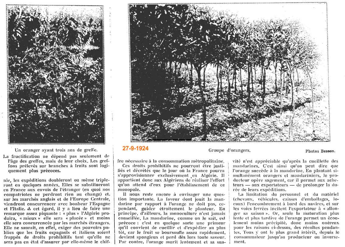 LES ORANGERS ET MANDARINIERS D'ALGÉRIE 
