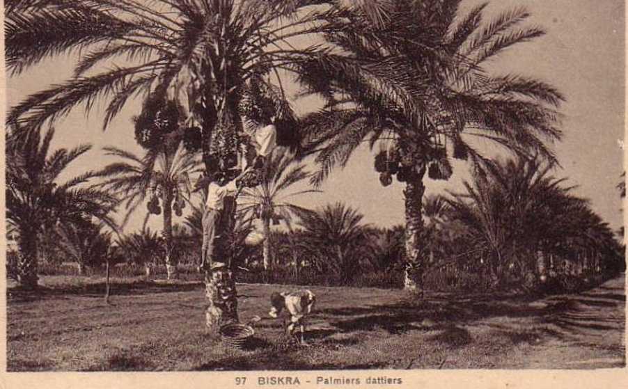 Oasis de Biskra. 