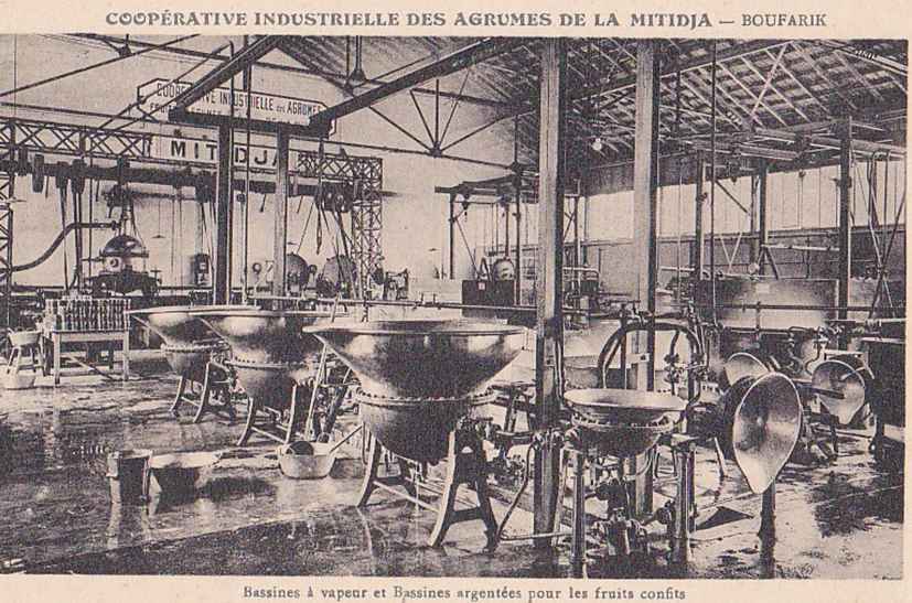 Coopérative industrielle des agrumes de la Mitidja