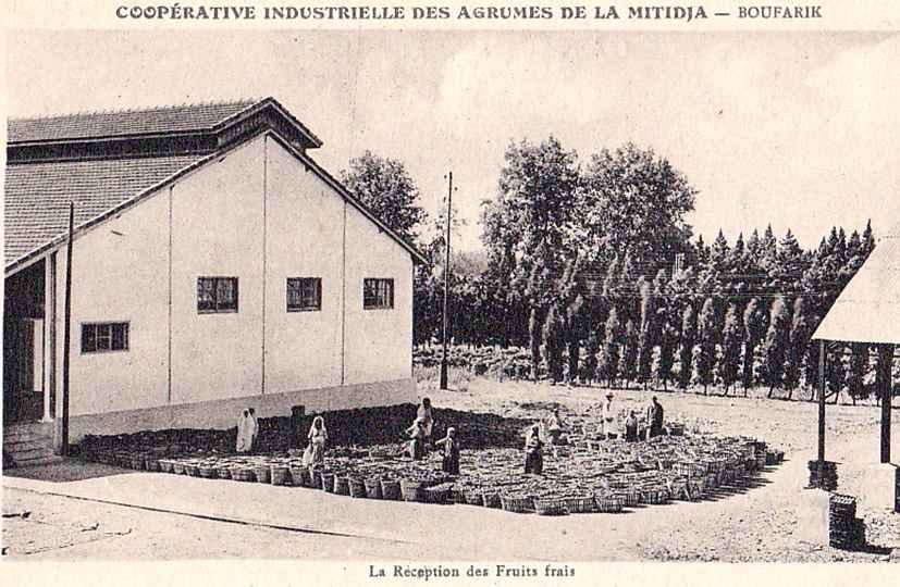 Coopérative industrielle des agrumes de la Mitidja