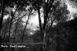 la forêt de Bainem, le phare