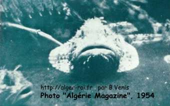 Poissons de fond habitués à la nuit abyssale, les Rascasses sont les chouettes de la mer.