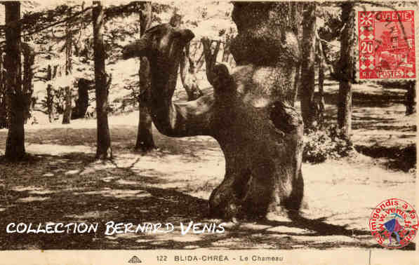 le "chameau", un tronc de cèdre particulièrement particulier...