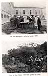 Apiculture et greffage