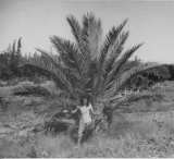palmier planté à la naissance