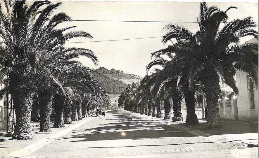 gouraya,l'allee des palmiers