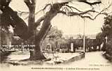 L'arbre thirébent et le parc