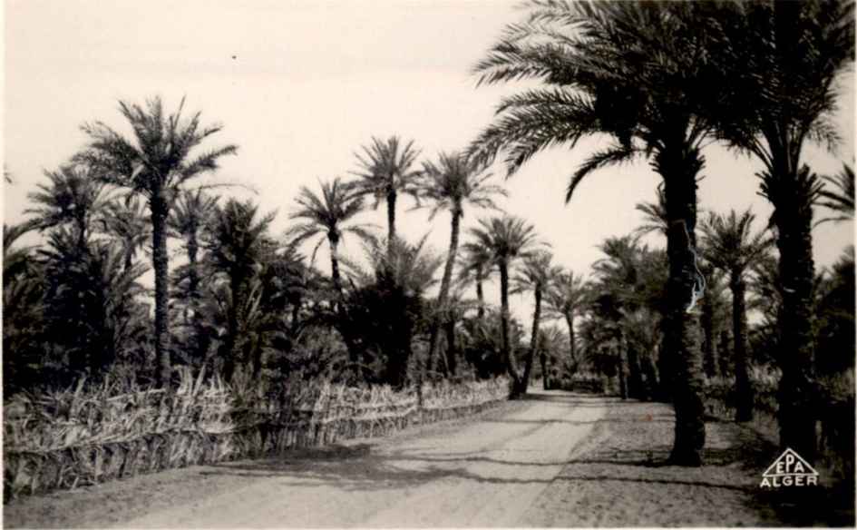 PISTE AOULEF - AU MILIEU LA PALMERAIE VERS EL BARKA 