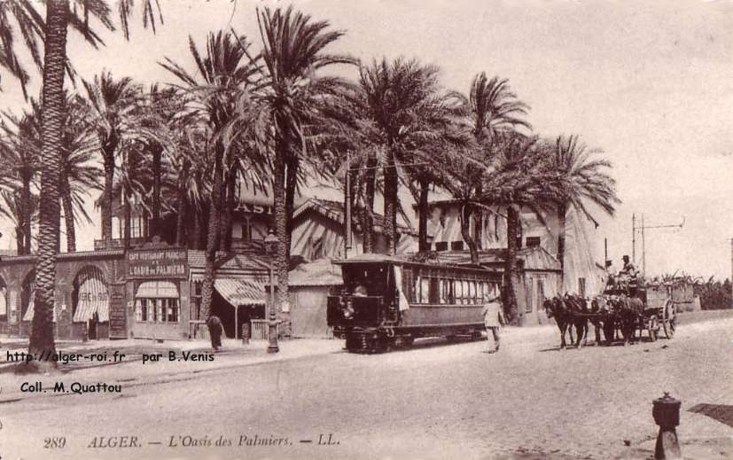 oasis des palmiers