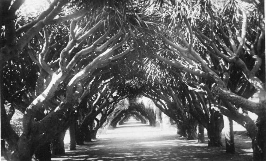 jardin d'essai,mustapha,allee des dracenas