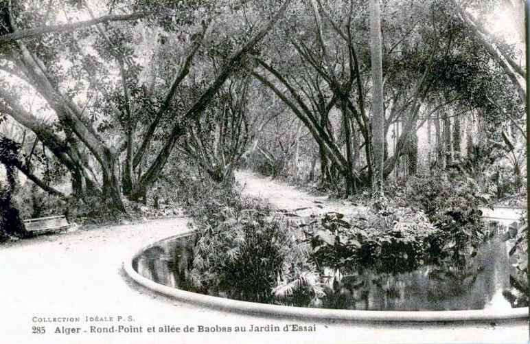 jardin d'essai,mustapha,allee des baobabs