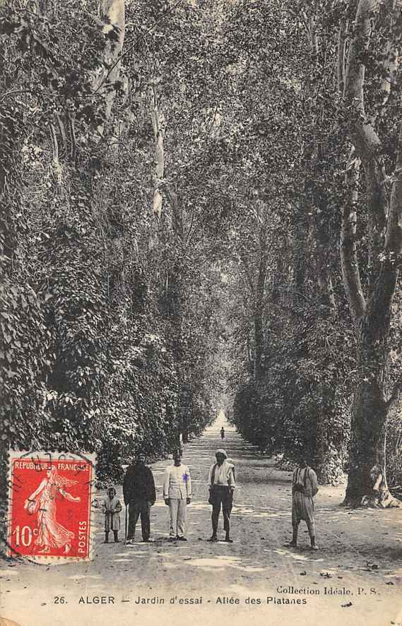 le jardin d'essai, l'allée des platanes