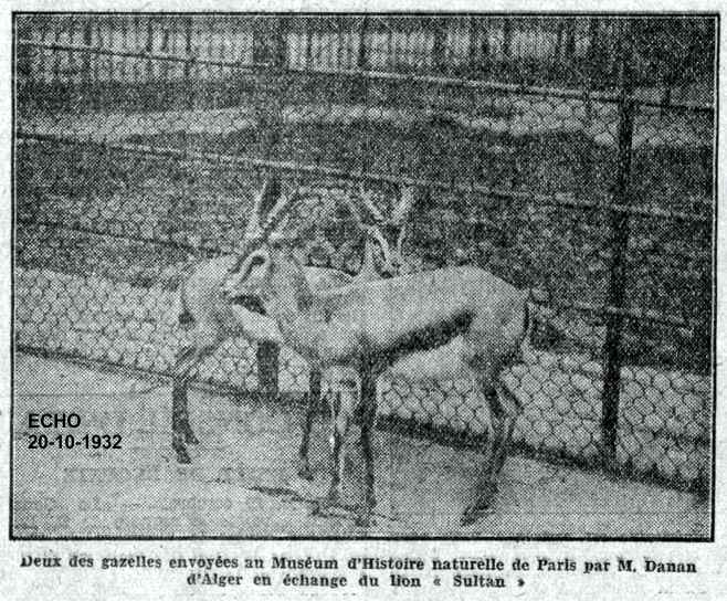 Le jardin d'Essai d'Alger va envoyer un troupeau d'animaux au Zno de Vincennes