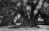 Le bassin et le rond-point des ficus