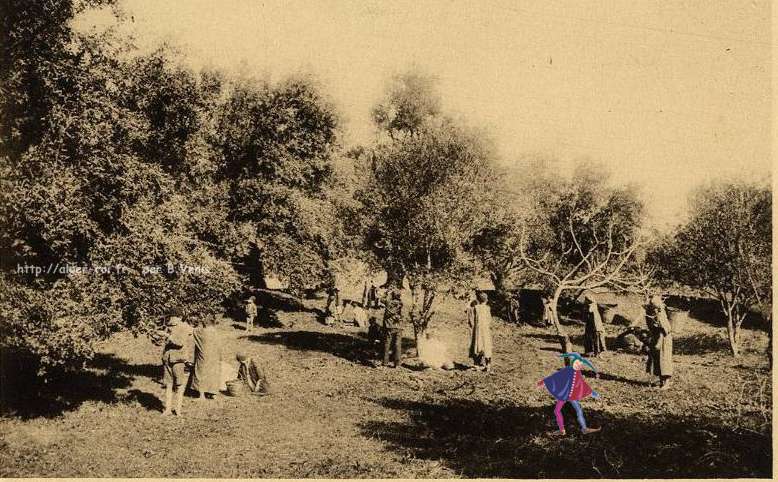 michelet,kabylie du djurdjura,ramassage des olives