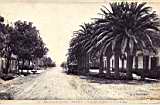 hammiz, place palmiers