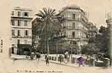 Un palmier historique à Alger