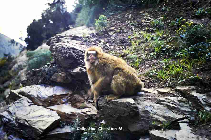 Singe du Ruisseau des singes.