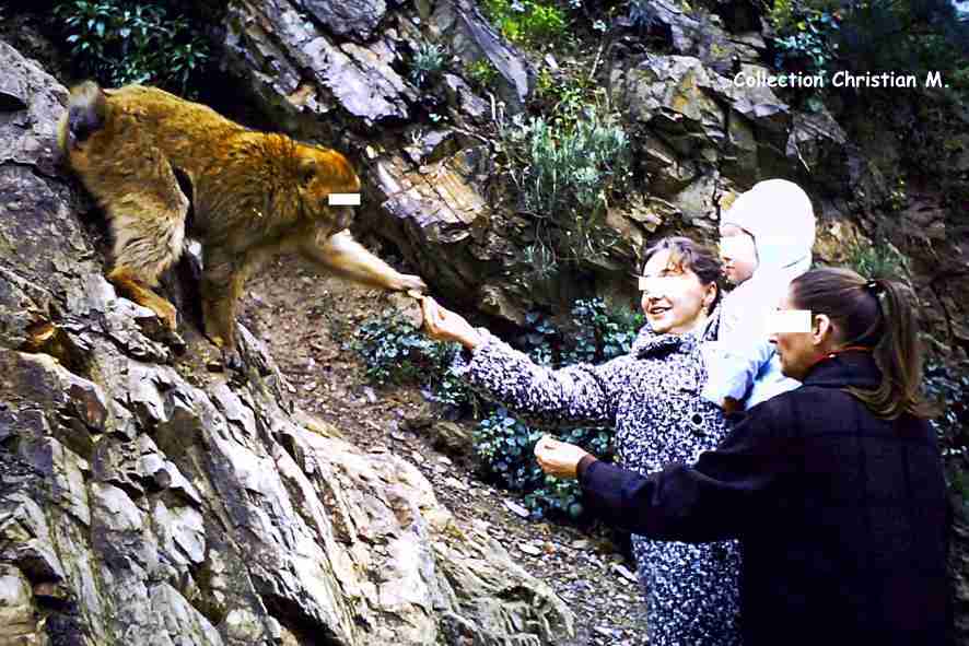 Singe du Ruisseau des singes.