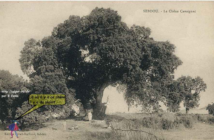 le chêne Cavaignac