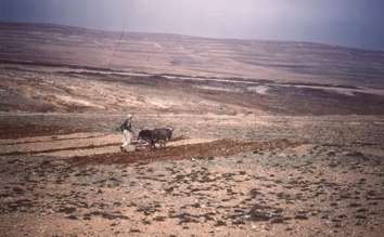 A droite les terres caillouteuses éloignées de l'oued 