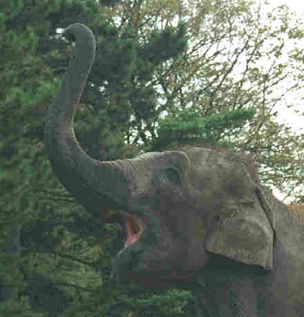 l'éléphant barrit ( de veau )