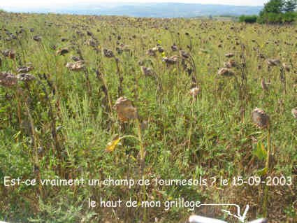 champ de tournesols ou d'ambroisie?