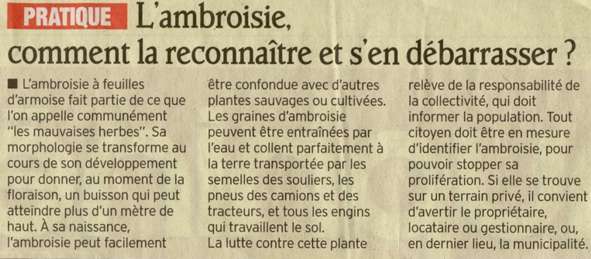 reconnaitre ambroisie